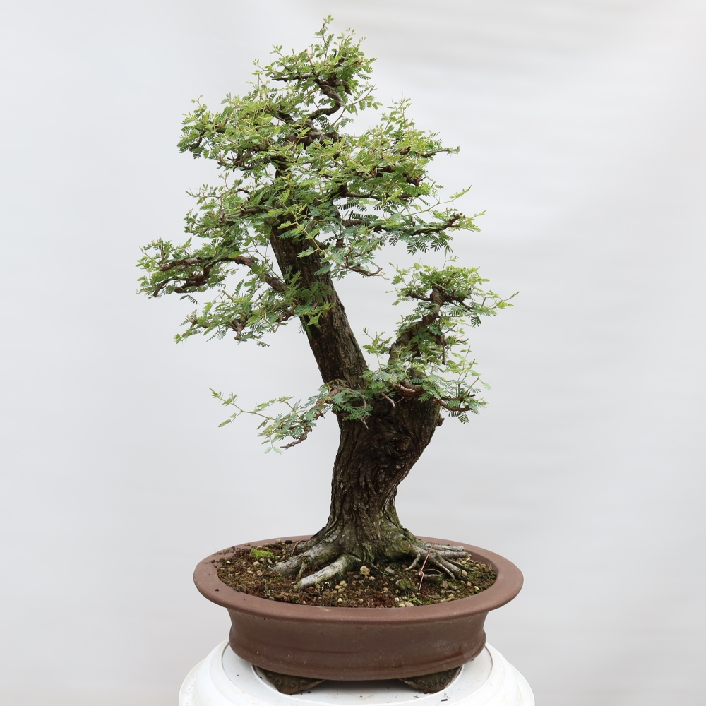 Bonsai pokojowe – Akacja arabica