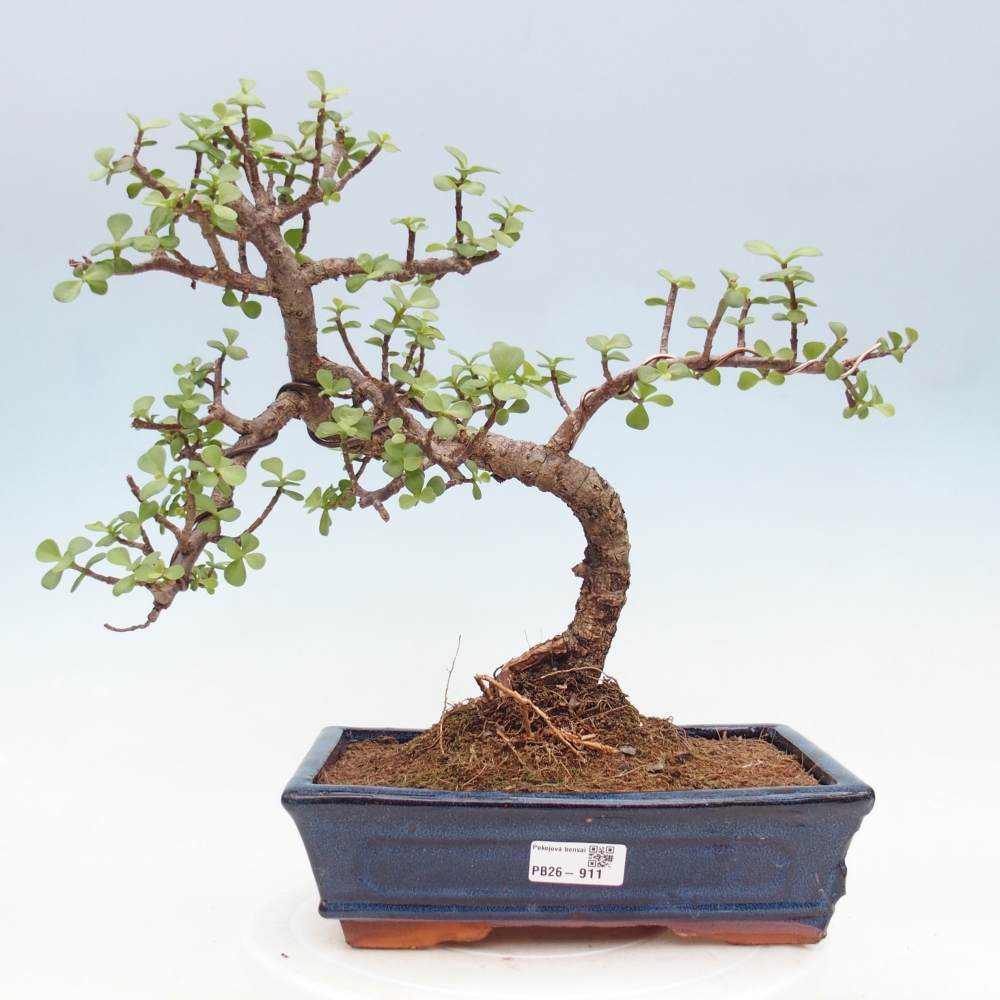 Pokój bonsai - Portulakaria Afra - Tlustice