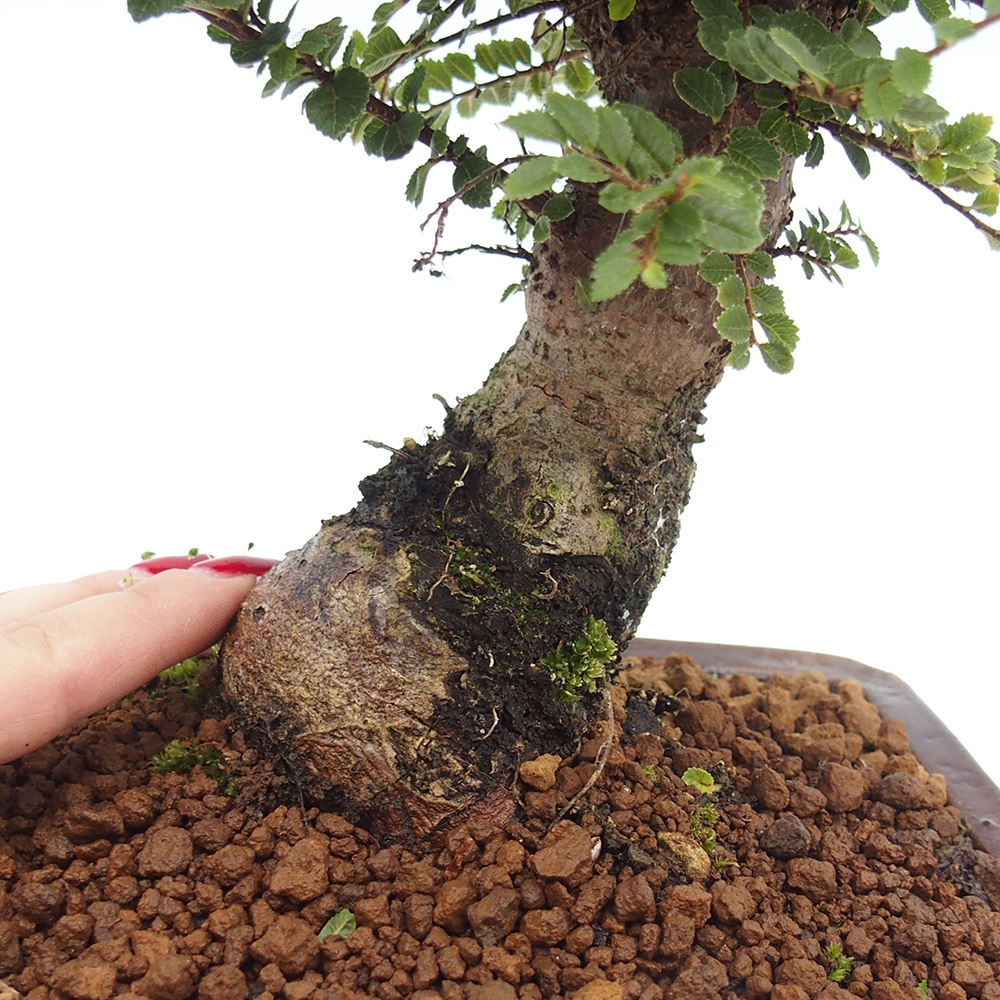 Bonsai zewnętrzne - Ulmus parvifolia Hokkaido - wiąz chiński