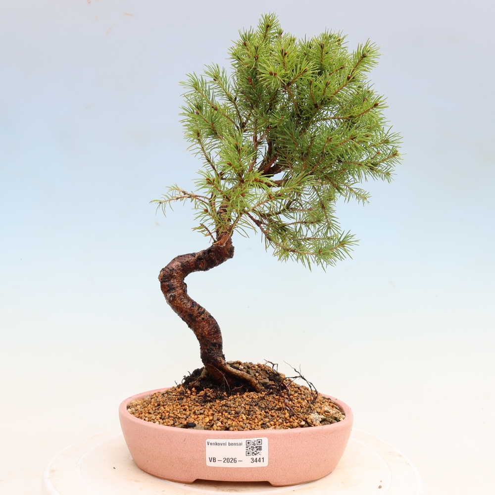 Bonsai ogrodowe – Świerk szary – Picea glauca globe