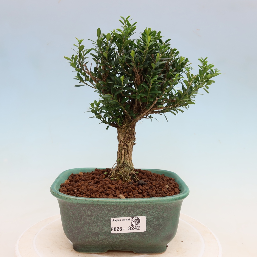 Pokój bonsai - Buxus harlandii - buxus korkowy