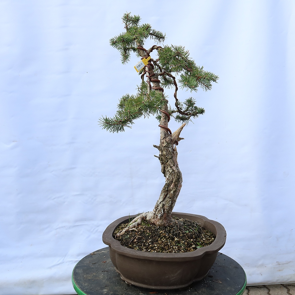Pinus sylvestris Hiszpania – sosna zwyczajna