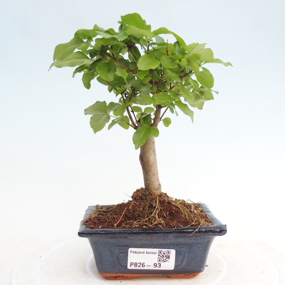 Pokój bonsai - Ligustrum chinensis - Dziób ptaka