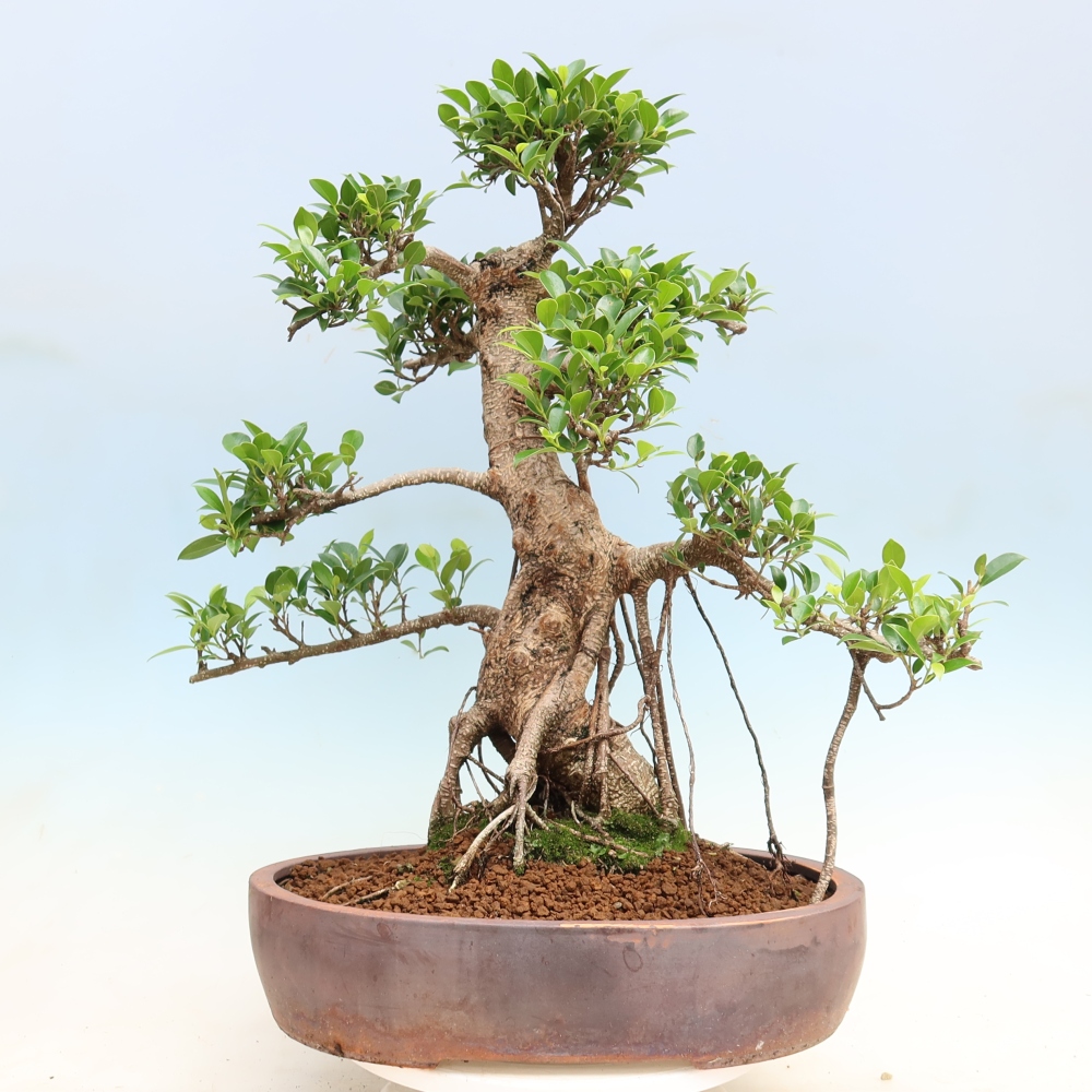 Pokój bonsai - Ficus kimmen - figowiec drobnolistny