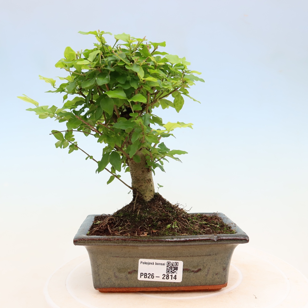 Pokój bonsai - Ligustrum chinensis - Dziób ptaka