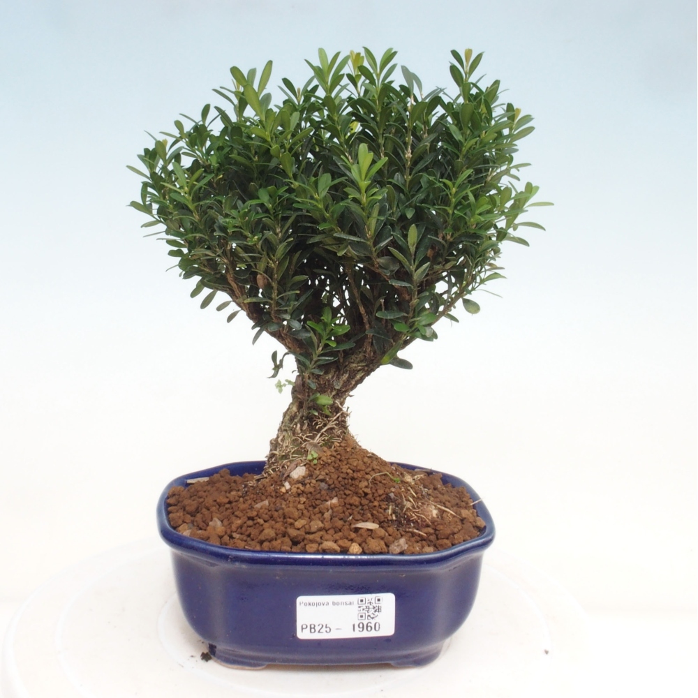 Bonsai pokojowe - Buxus harlandii - buxus korkowy