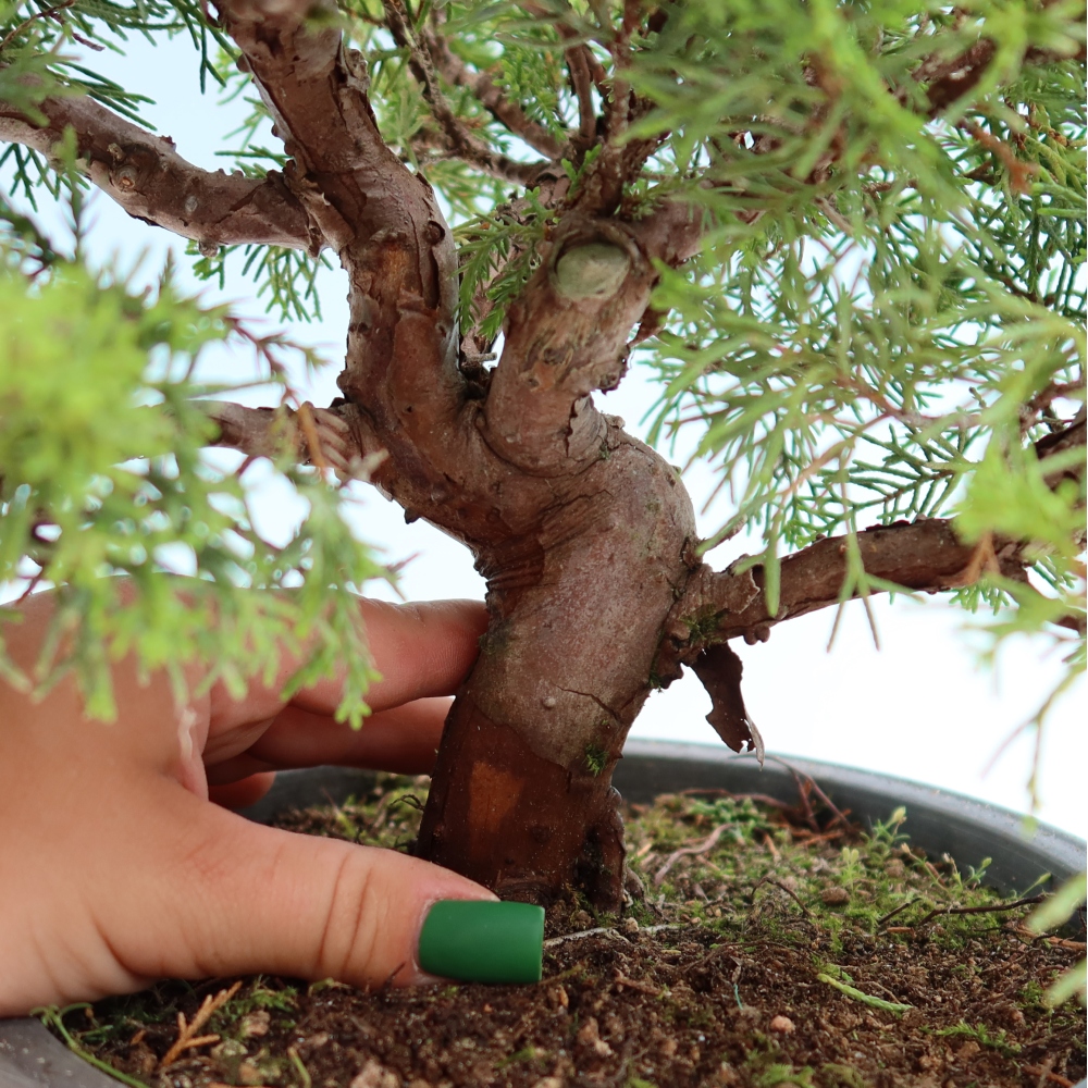 Bonsai ogrodowe – Juniperus chinensis Itoigawa – jałowiec chiński