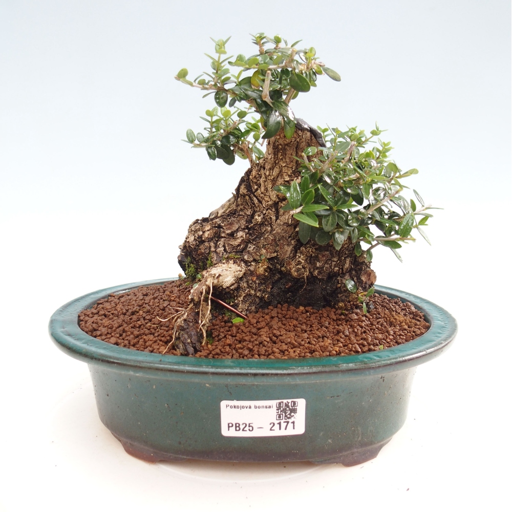 Kryte bonsai - Olea europaea sylvestris - Europejska oliwa z małych liści