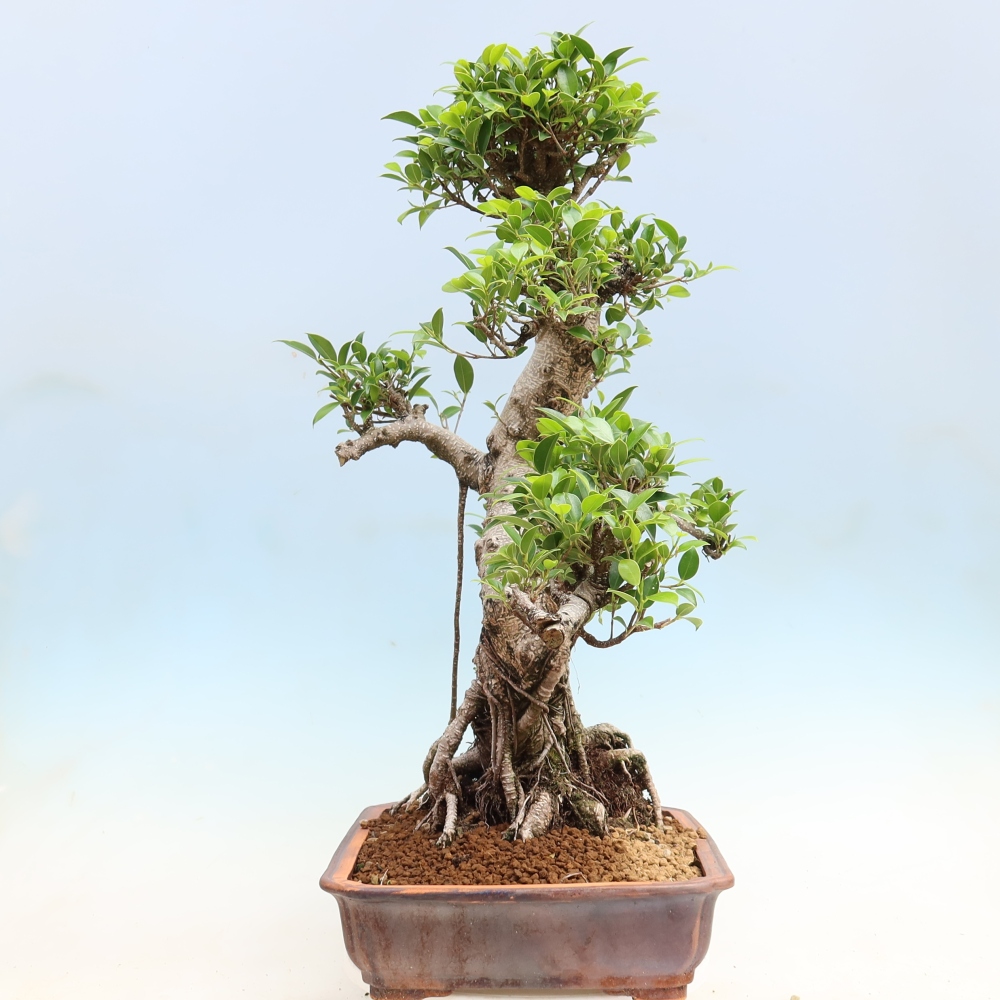Pokój bonsai - Ficus kimmen - figowiec drobnolistny