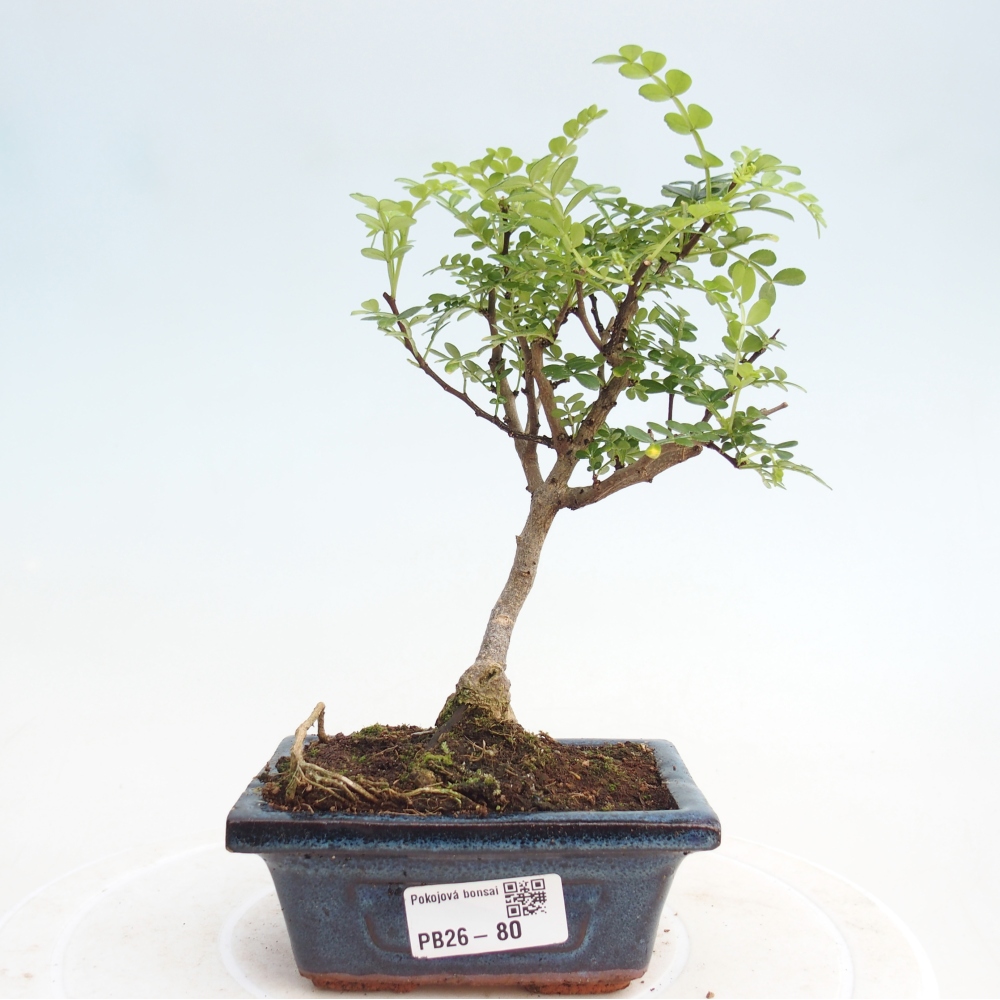 Kryty bonsai - Zantoxylum piperitum - Mięta pieprzowa