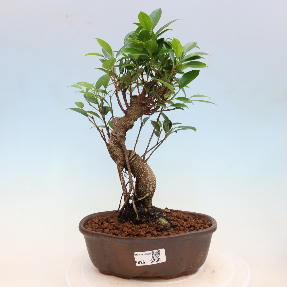 Pokój bonsai - Ficus kimmen - figowiec drobnolistny