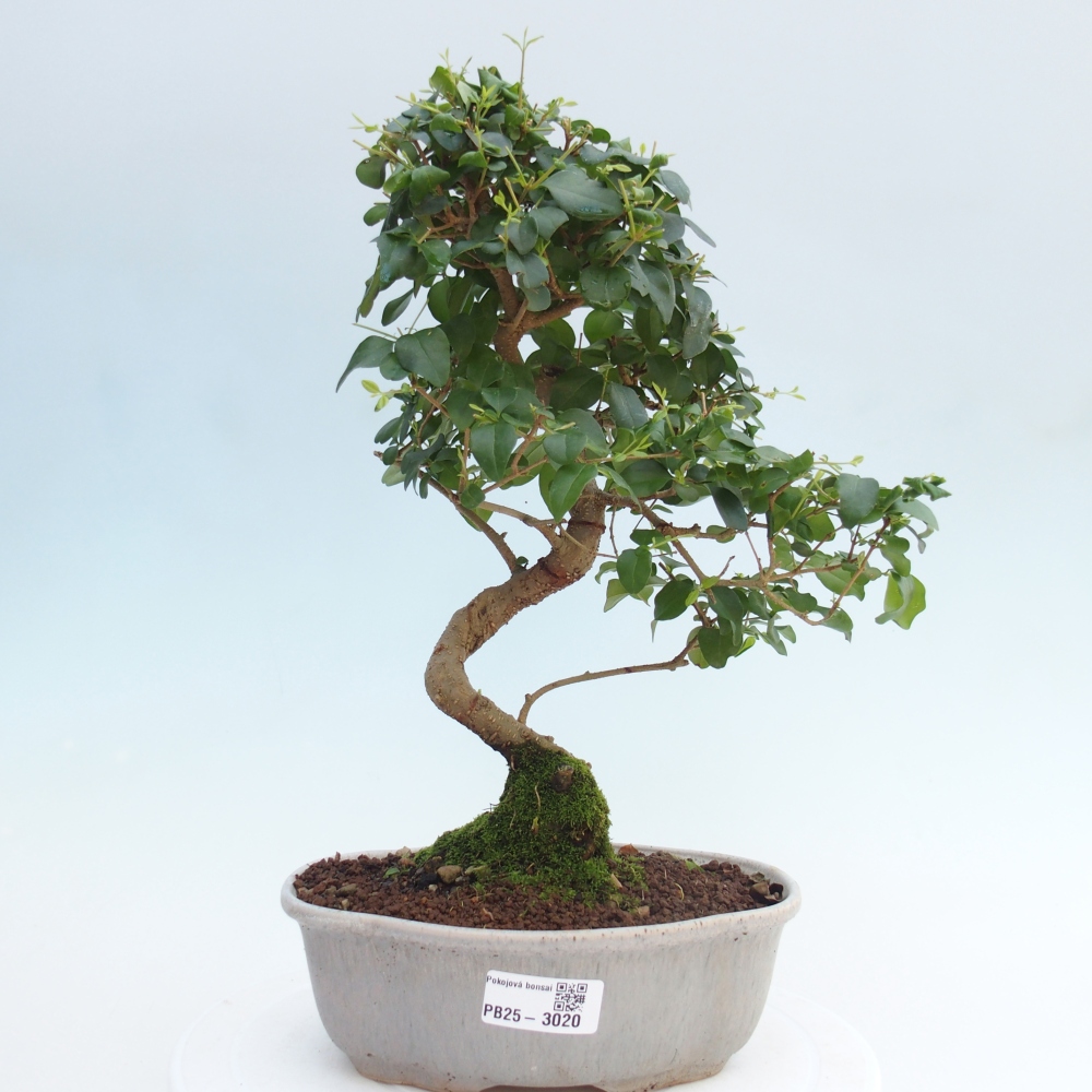 Indoor bonsai -Ligustrum chinensis - dziób ptaka