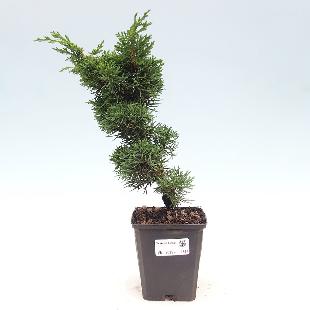 Outdoor bonsai - Juniperus chinensis Kishu - chiński jałowiec