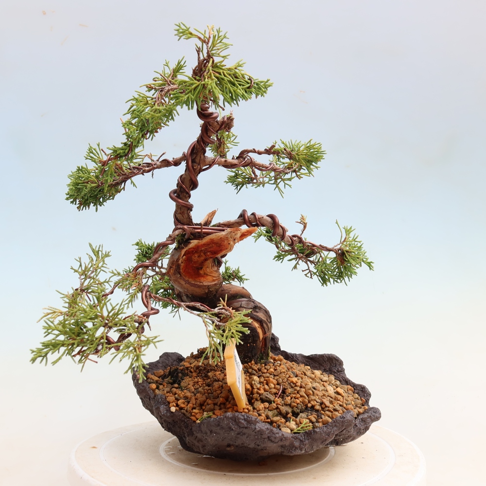 Bonsai ogrodowe – Juniperus chinensis Itoigawa – jałowiec chiński
