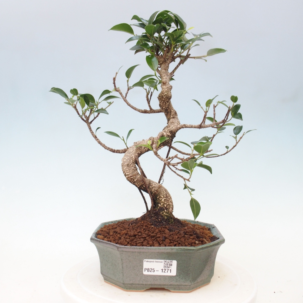 Kryty bonsai - Ficus retusa - figowiec drobnolistny