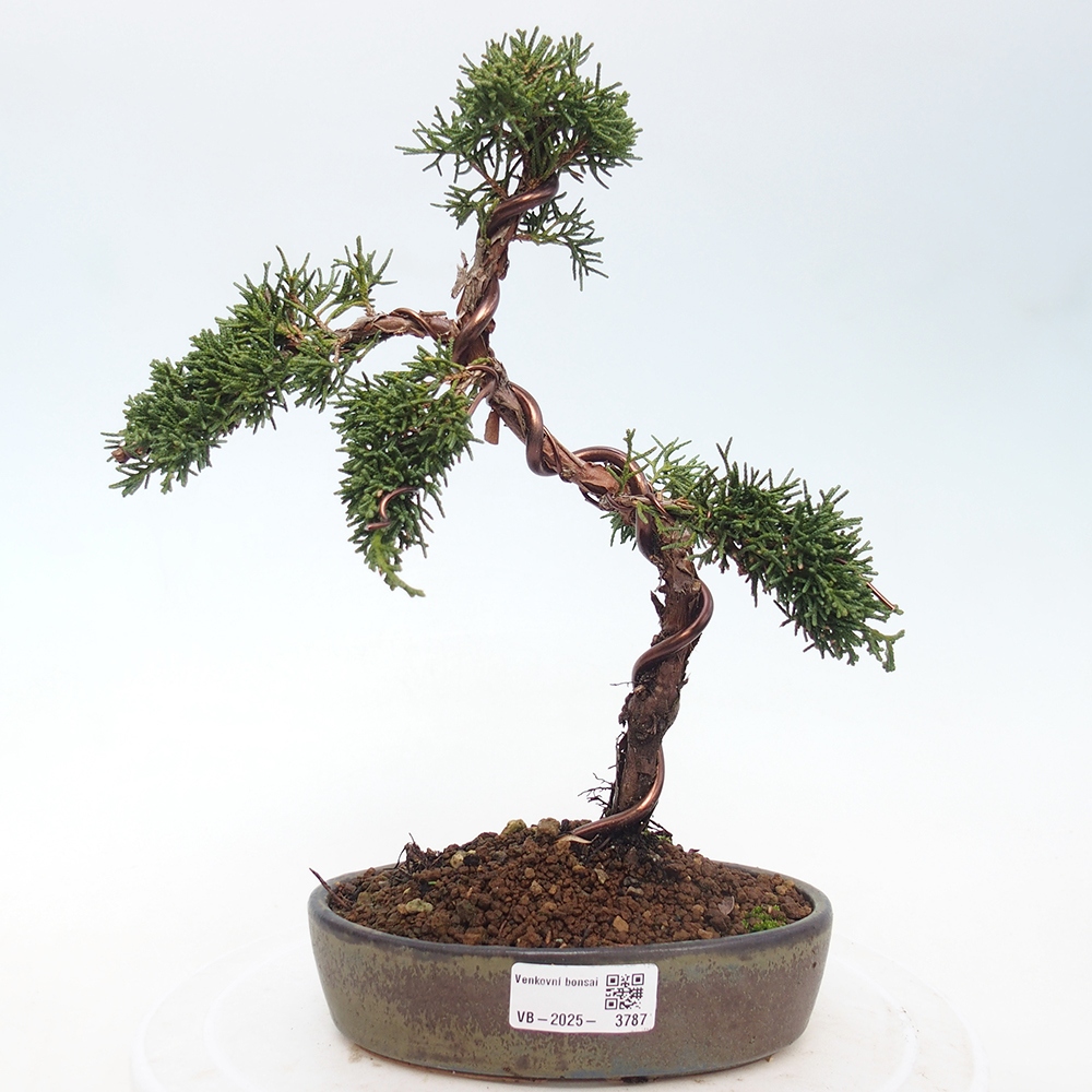 Outdoor bonsai - Juniperus chinensis Kishu