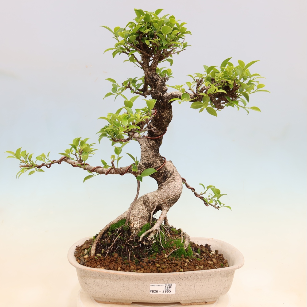 Pokój bonsai - Ficus kimmen - figowiec drobnolistny