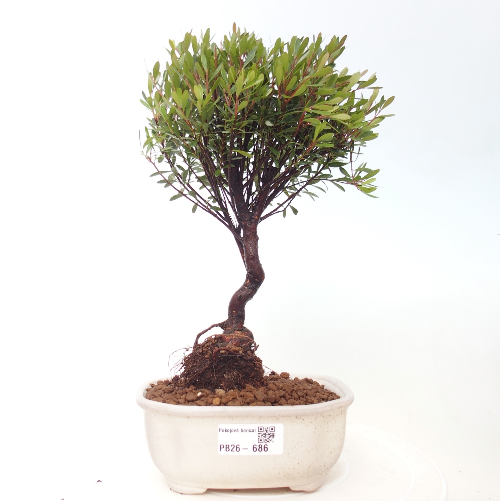 Pokój bonsai - Syzygium - Pimento
