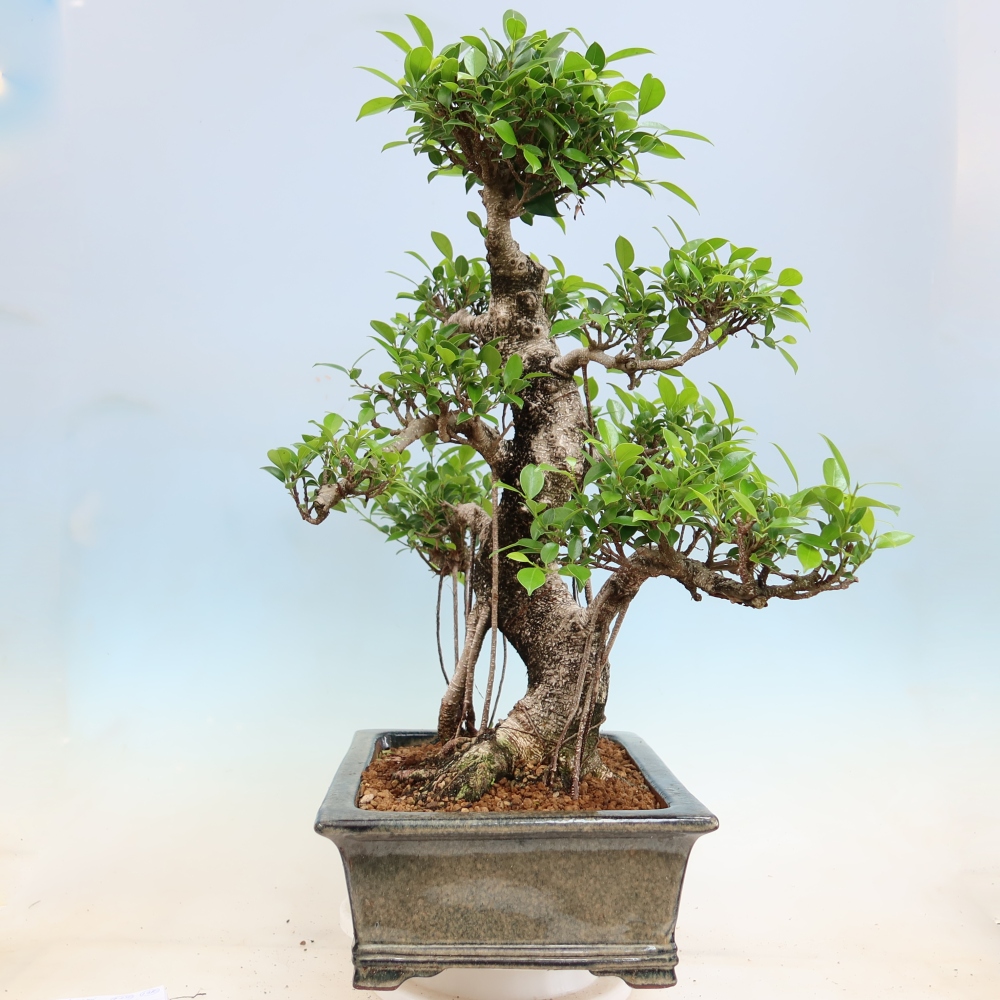 Pokój bonsai - Ficus kimmen - figowiec drobnolistny