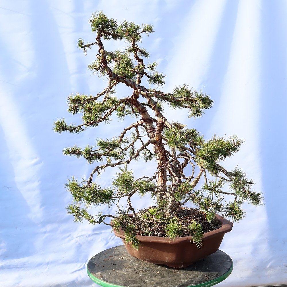 Pinus sylvestris Hiszpania – sosna zwyczajna