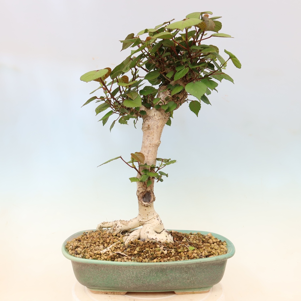Bonsai domowe - Hibiscus tiliaceus - Hibiskus morski