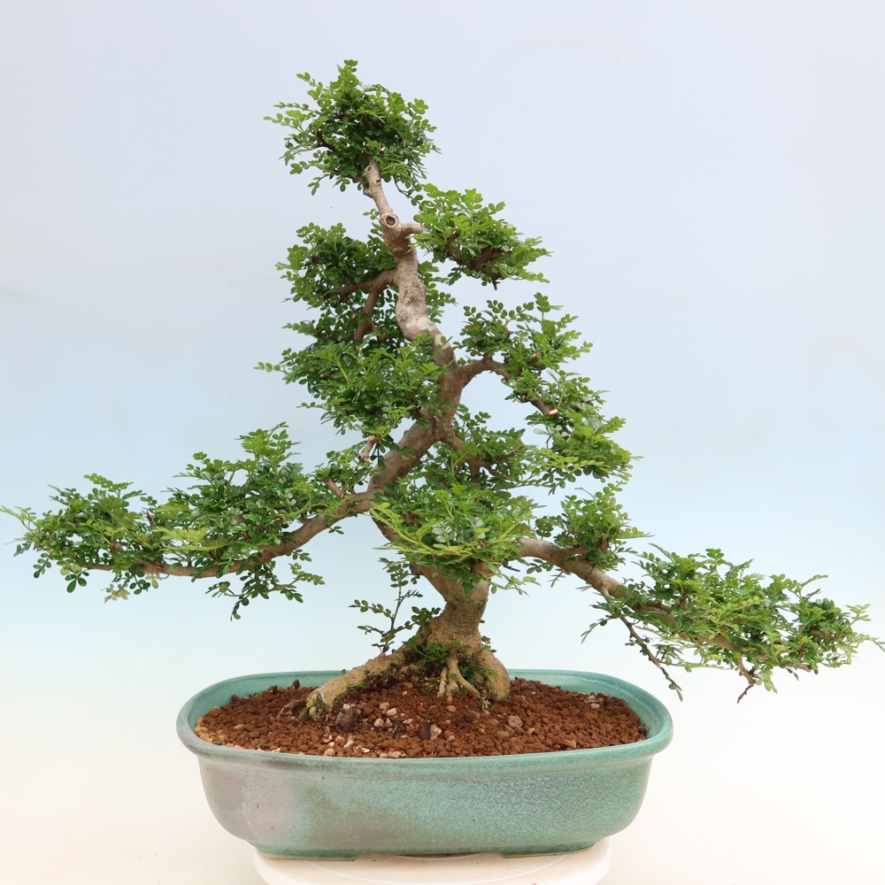 Pokój bonsai - Zantoxylum piperitum - drzewo pieprzowe