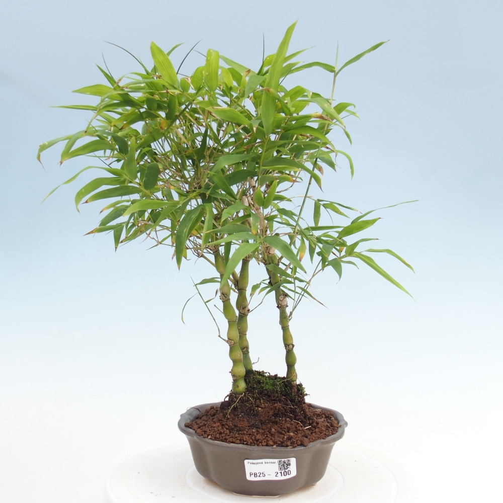 Bonsai wewnętrzne - Bambusowy Budda - Brzuch Bambusowego Buddy