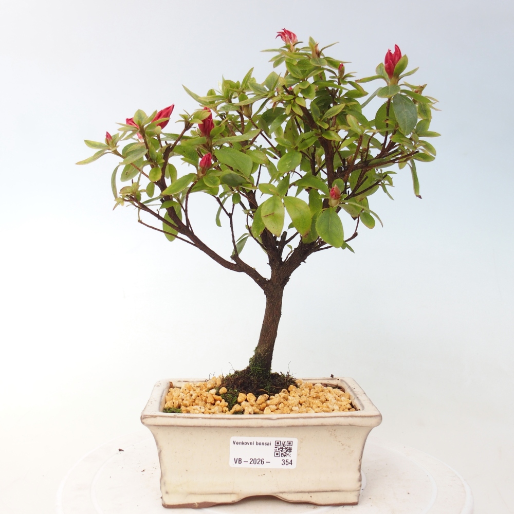 Outdoor bonsai - Azalia japońska - Azalea sp.