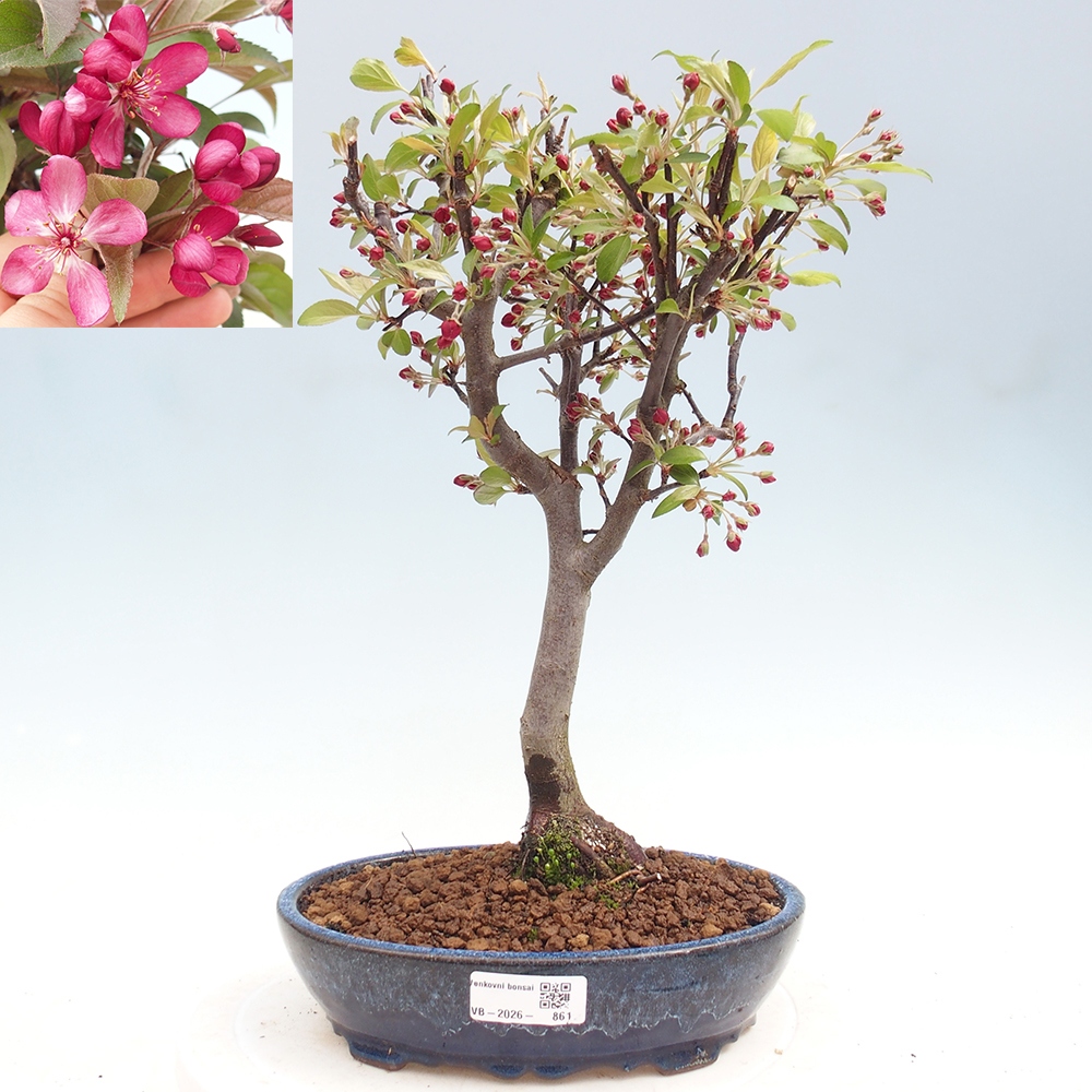 Outdoor bonsai - Malus domestica - Jabłoń czerwonolistna o małych owocach