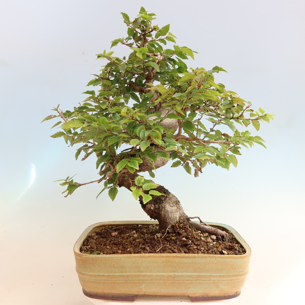 Outdoor bonsai - Carpinus CARPINOIDES - grab koreański