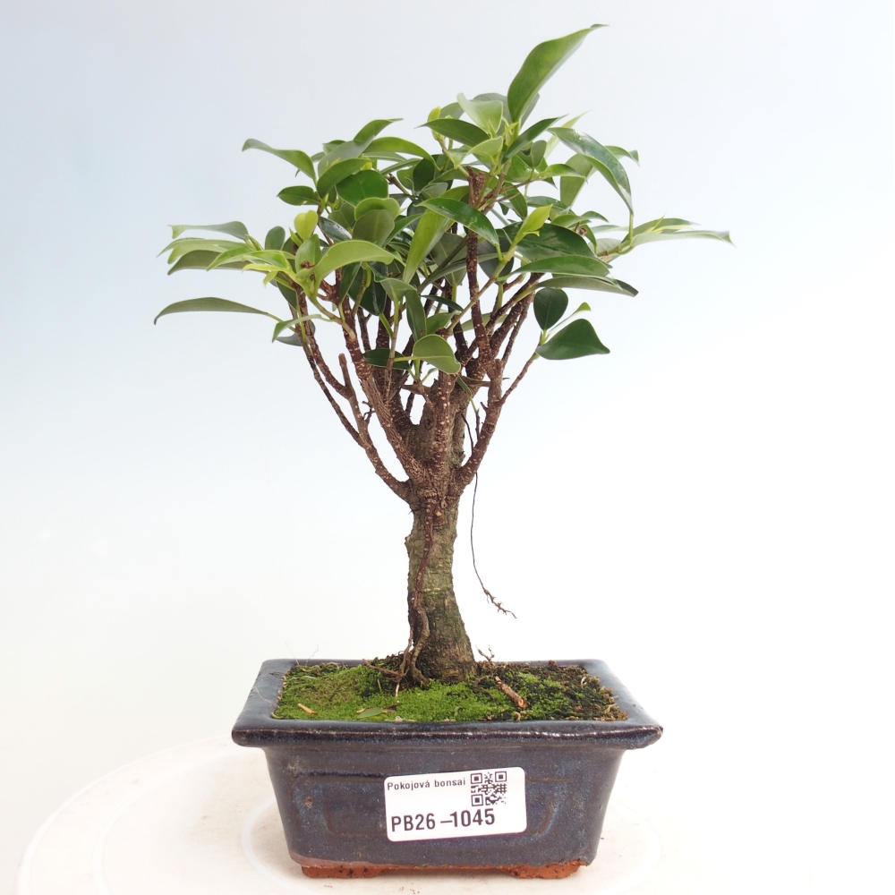 Pokój bonsai Ficus retusa kimmen