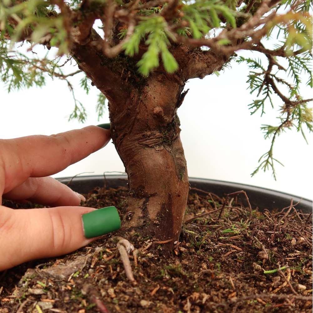 Bonsai ogrodowe – Juniperus chinensis Itoigawa – jałowiec chiński