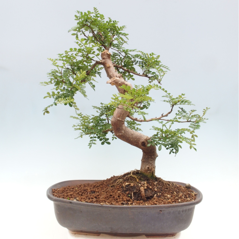 Bonsai do wnętrz - Zantoxylum piperitum - Mięta pieprzowa