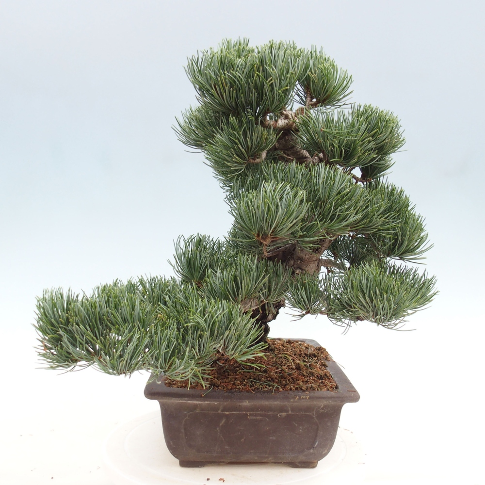 Outdoor bonsai - Pinus parviflora - Mała sosna