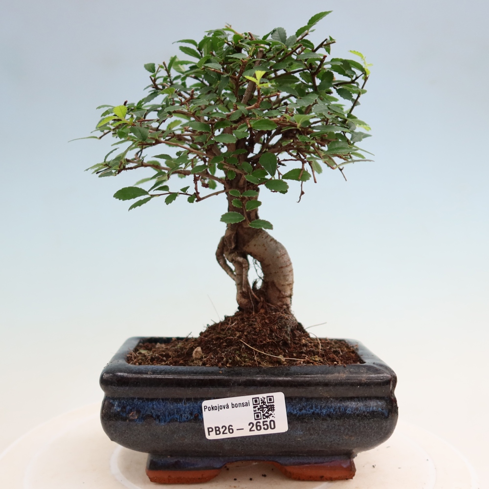 Pokój bonsai - Ulmus parvifolia - Wiąz drobnolistny
