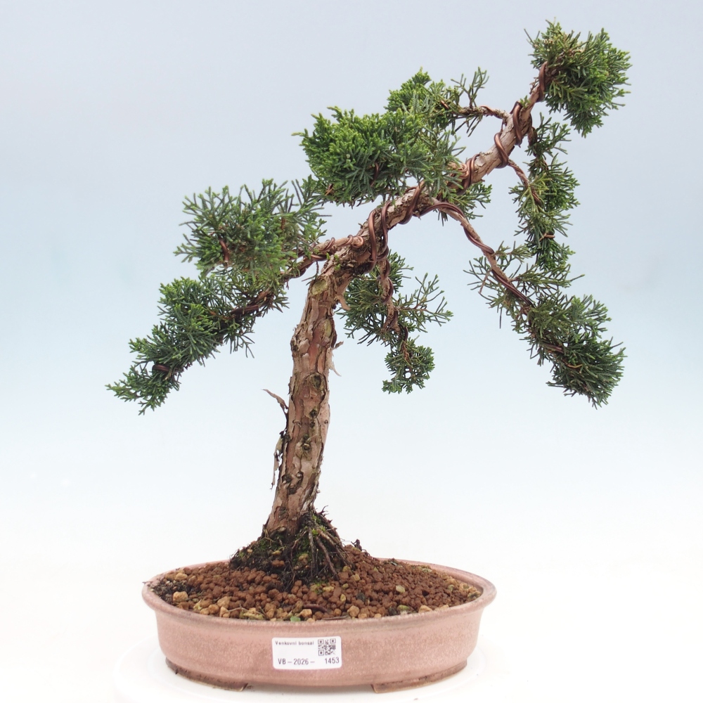 Outdoor bonsai - Juniperus chinensis Kishu - chiński jałowiec