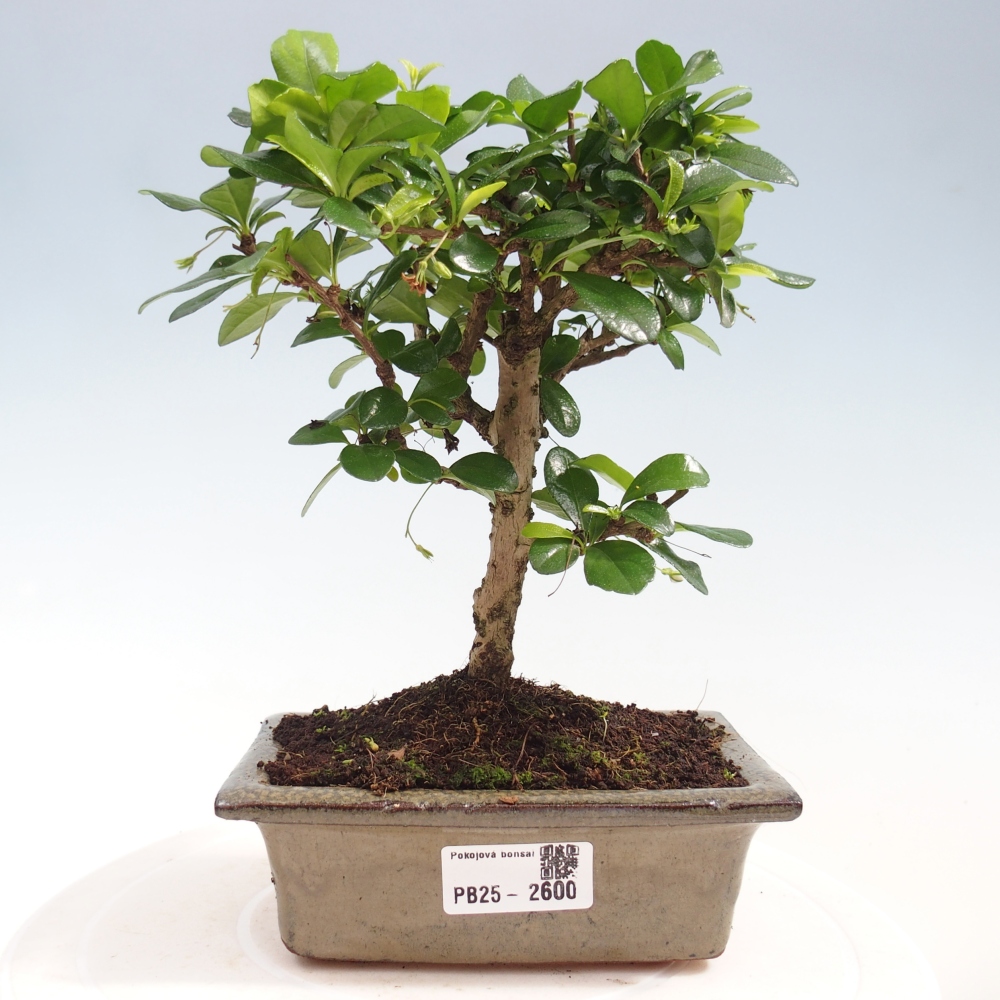 Bonsai wewnętrzne - Carmona makrophylla - Herbata Fuki