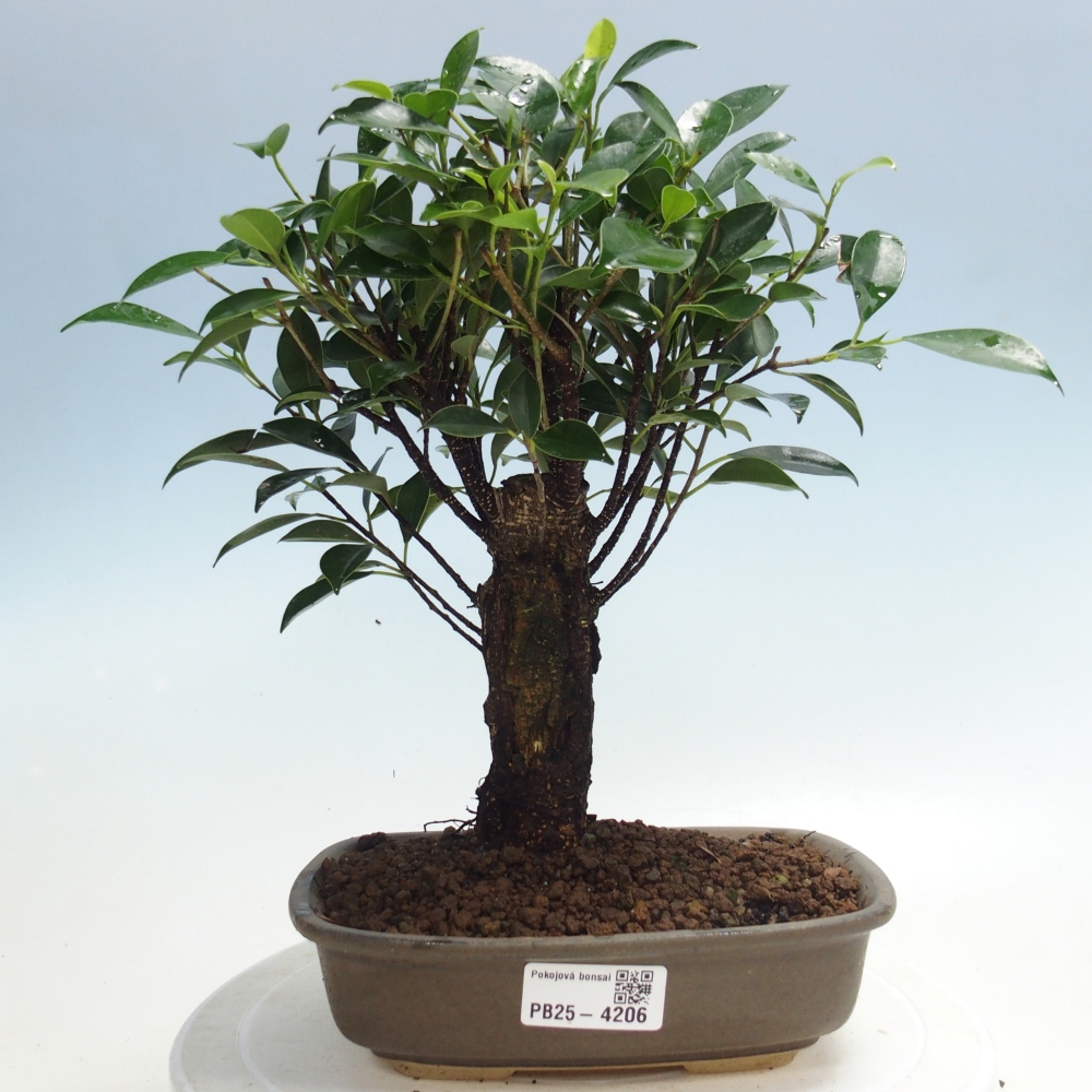 Pokój bonsai - Ficus retusa - figowiec drobnolistny