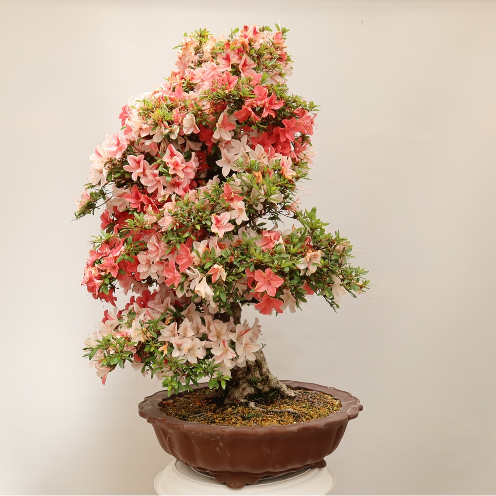 Bonsai zewnętrzne - Azalia japońska - Azalia Kinu-no-Hikari