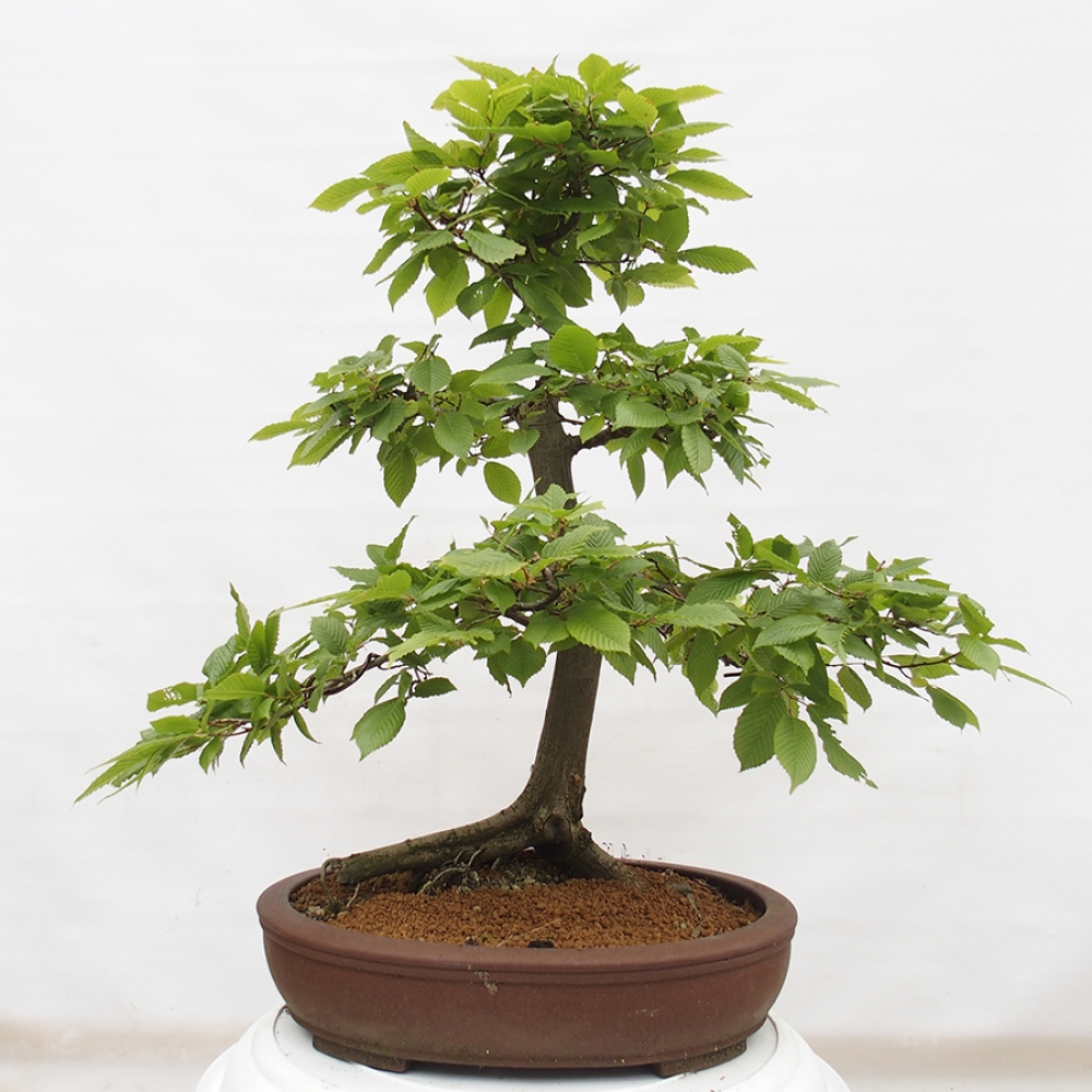Bonsai zewnętrzne - Grab - Carpinus betulus