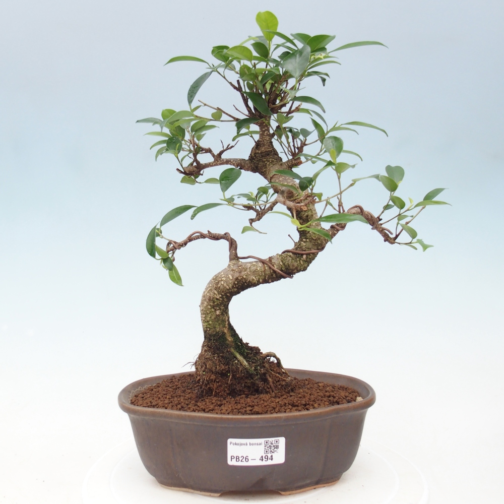 Pokój bonsai - Ficus retusa - figowiec drobnolistny