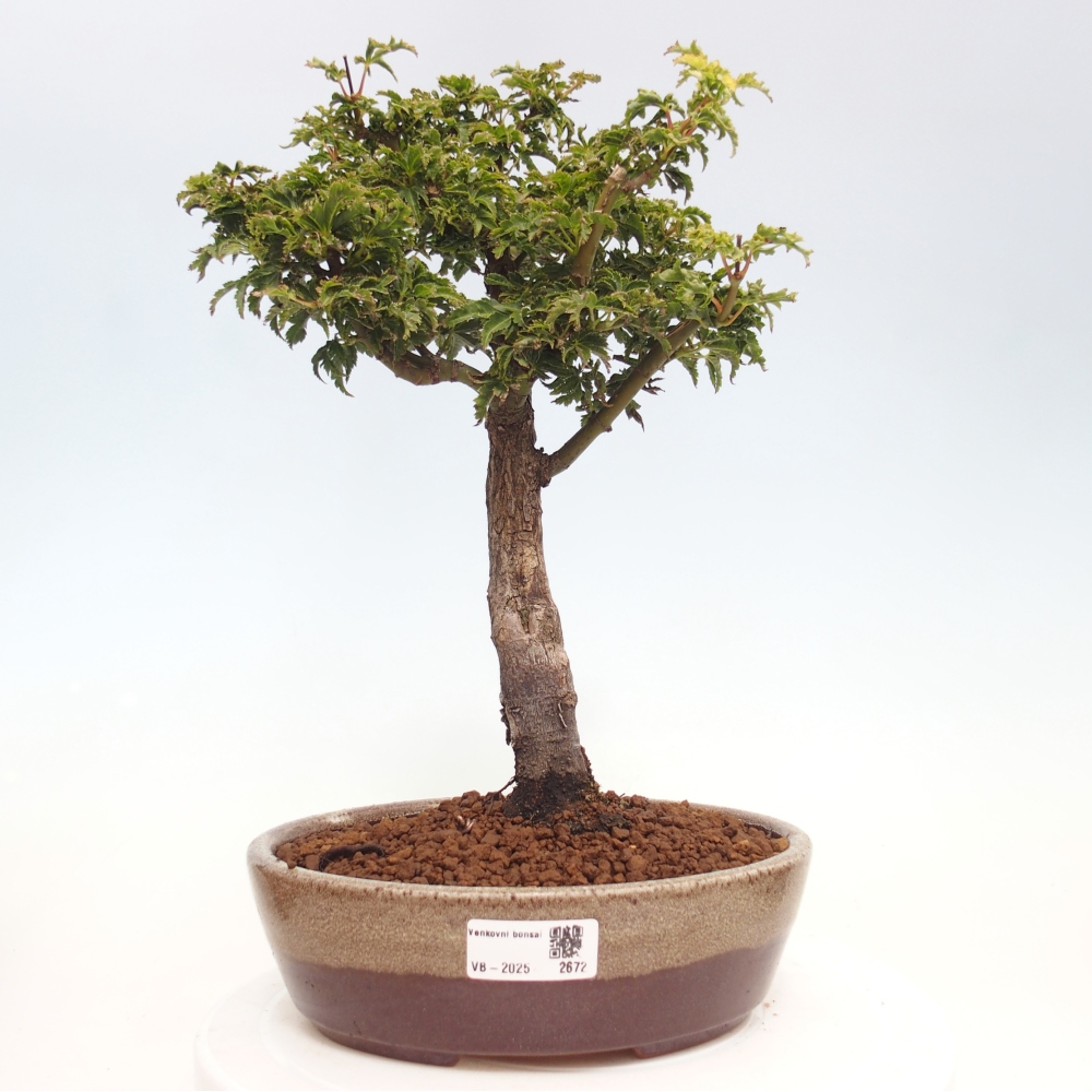 Bonsai zewnętrzne - klon Acer palmatum Shishigashira