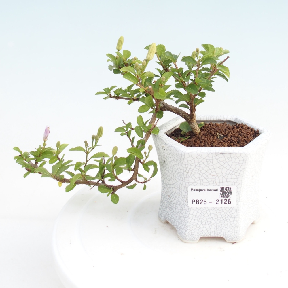 Kryty bonsai - Grewia occidentalis - Lawendowa gwiazda