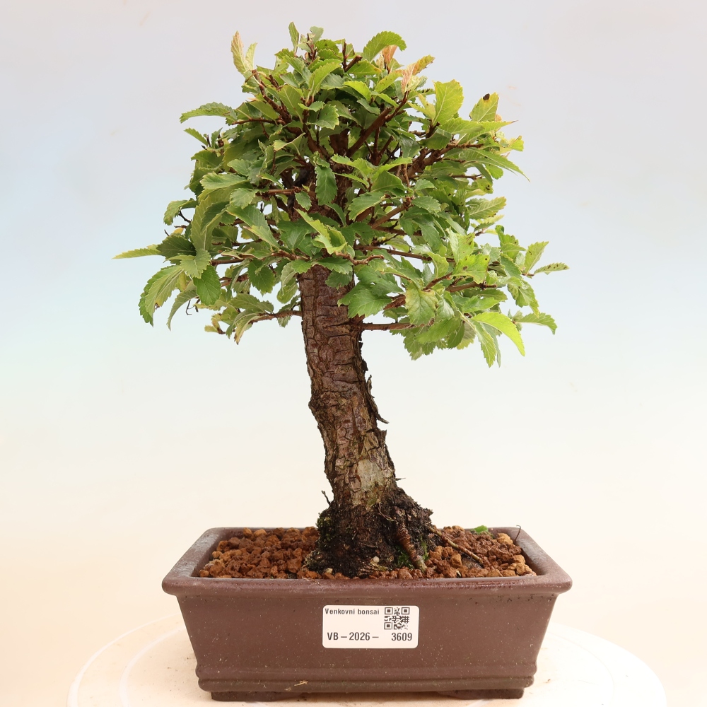 Bonsai zewnętrzne - Zelkova - Zelkova NIRE