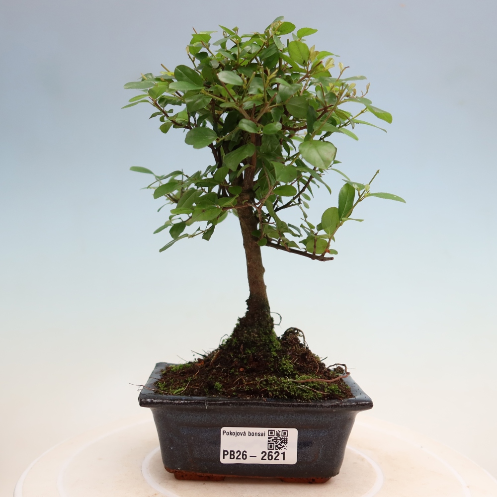 Bonsai pokojowe - Sageretia thea - Sageretia thea