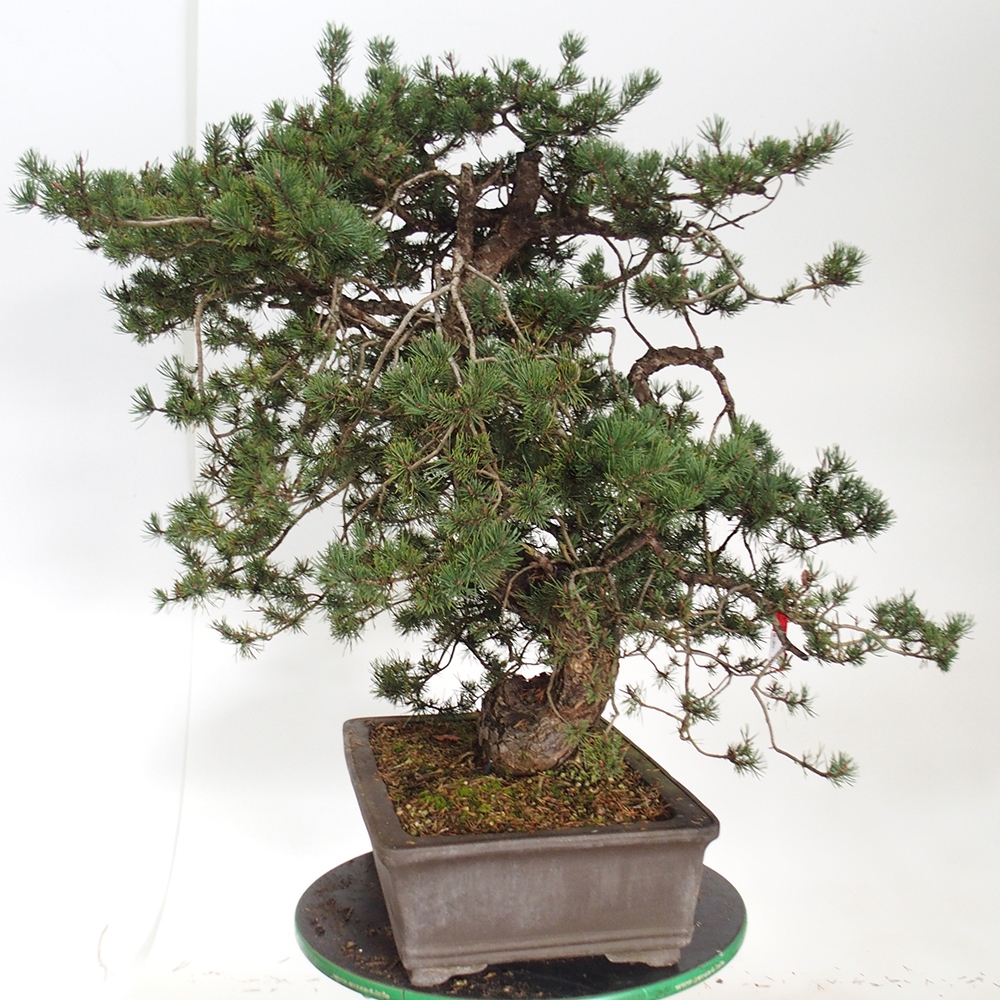 Yamadori - Pinus sylvestris Hiszpania