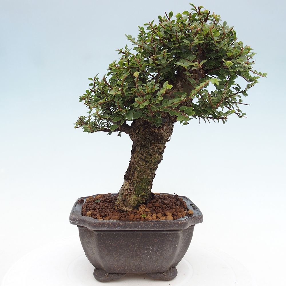 Bonsai zewnętrzne - Ulmus parvifolia Hokkaido - wiąz chiński