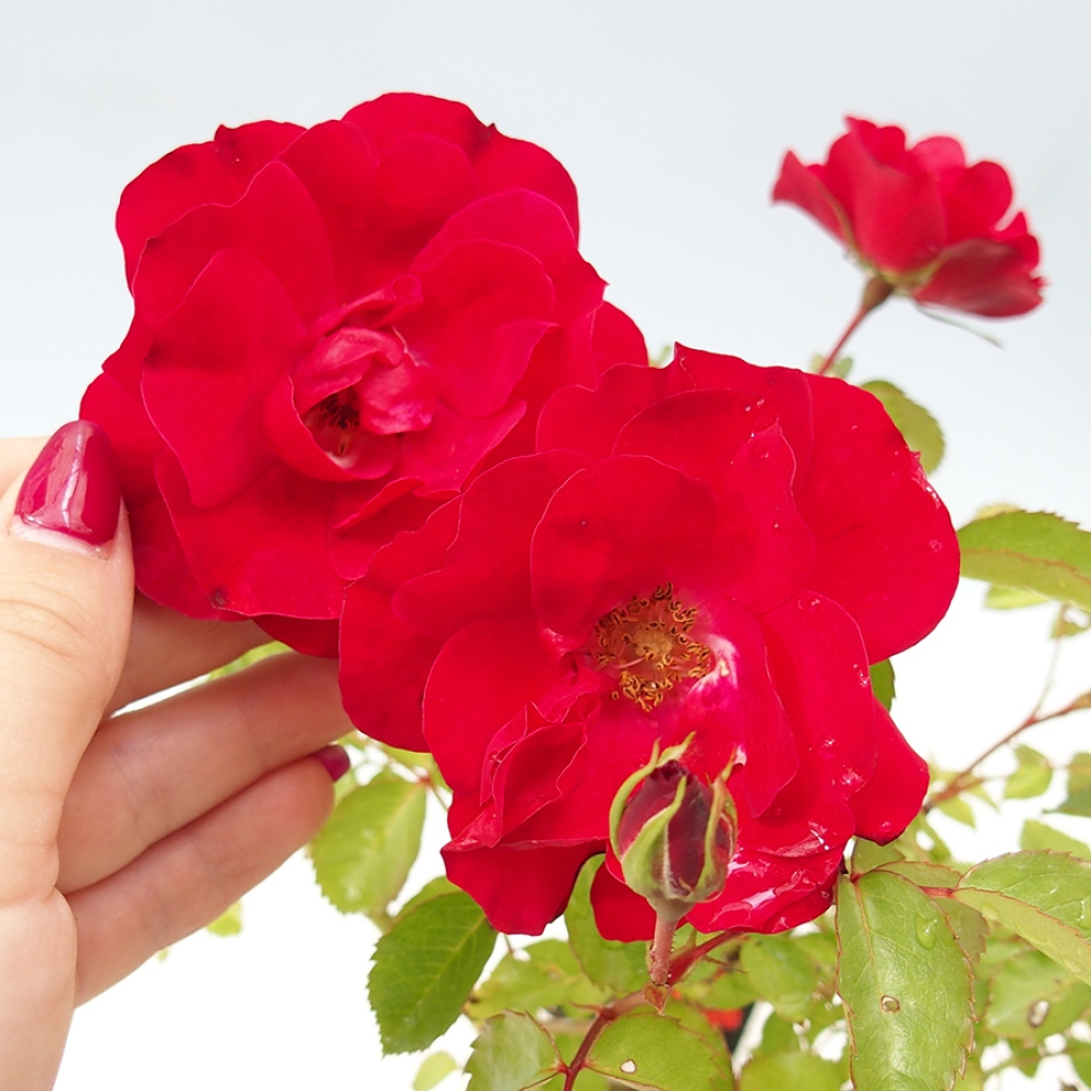 Bonsai na zewnątrz - Rosa Kordes - róża 