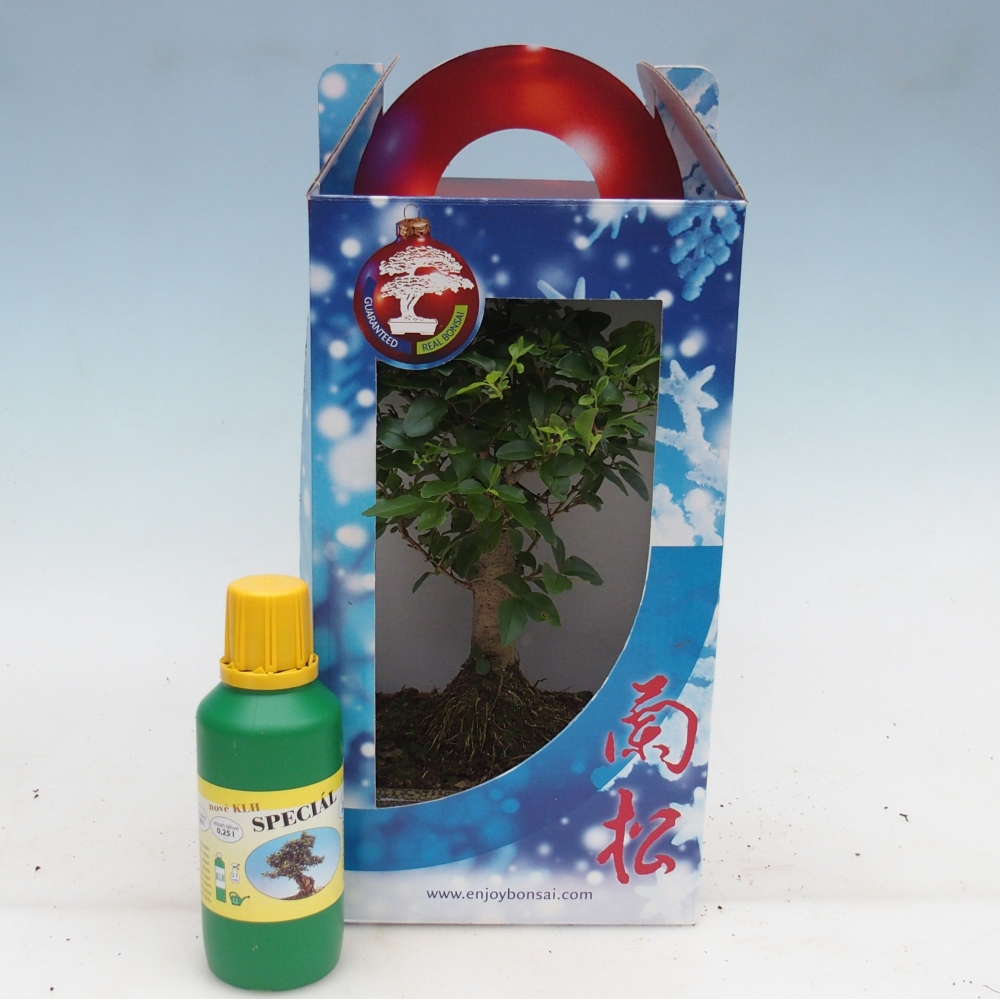 Bonsai pokojowe w pudełku upominkowym Ligustrum chinensis - Ptasi Dziób