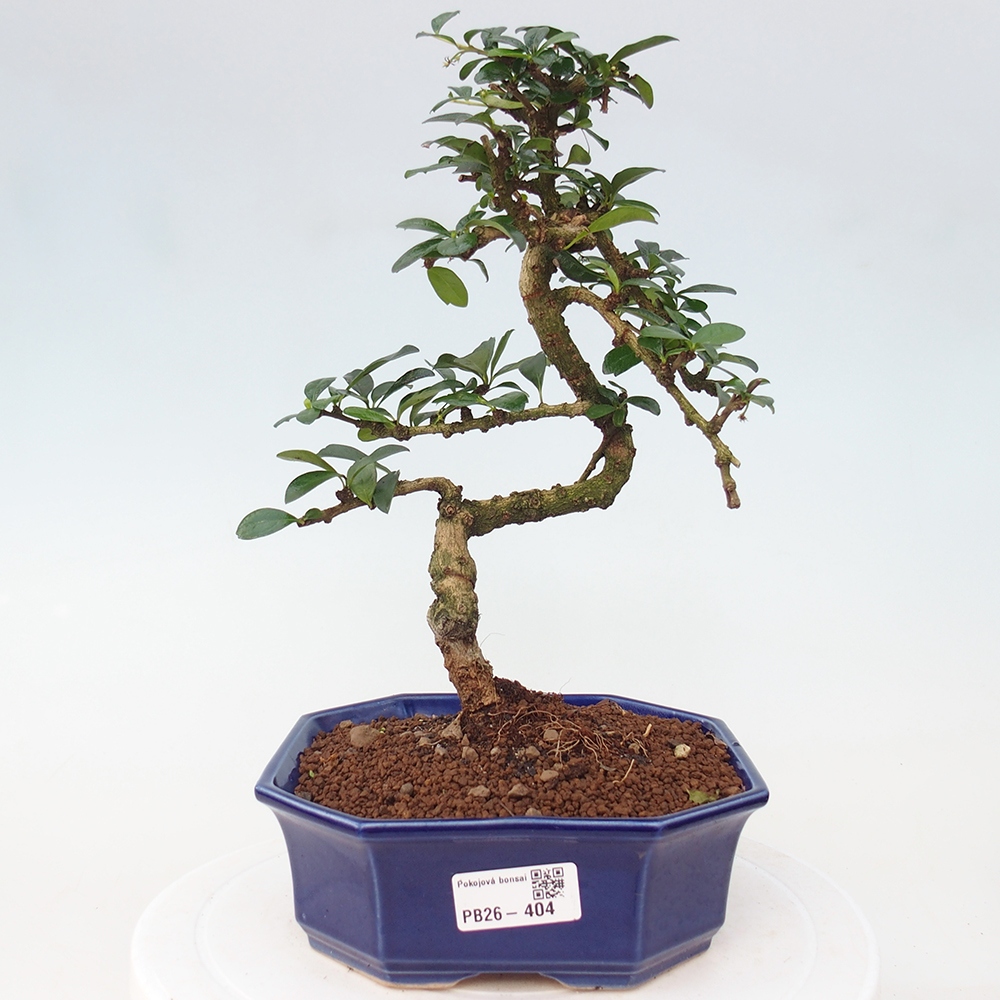 Bonsai pokojowe - Carmona macrophylla - Tea fuki